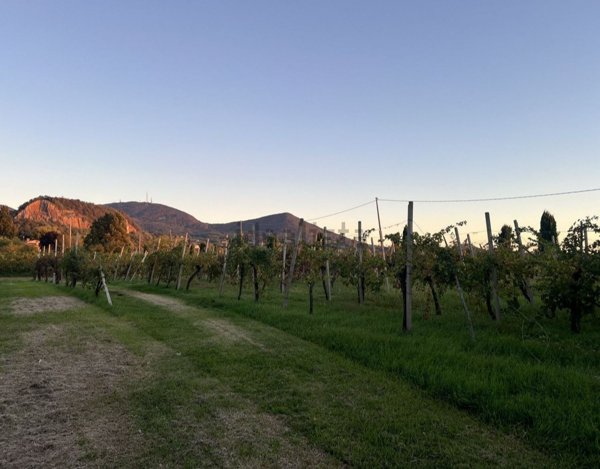 terreno in vendita a Vo'