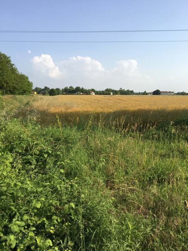 terreno agricolo in vendita a Due Carrare