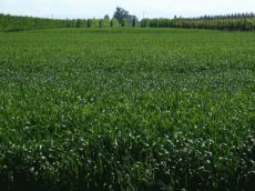 terreno edificabile in vendita a Due Carrare