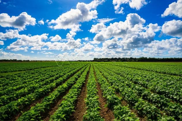 terreno agricolo in vendita a Borgo Veneto