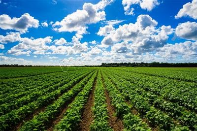 terreno agricolo in vendita a Borgo Veneto in zona Ca' Briani
