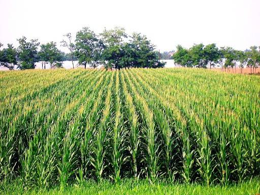 terreno agricolo in vendita a Borgo Veneto