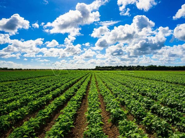 terreno agricolo in vendita a Borgo Veneto in zona Ca' Briani