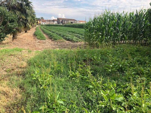 terreno agricolo in vendita ad Adria in zona Valliera