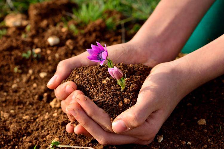 terreno agricolo in vendita a Badia Polesine in zona Crocetta