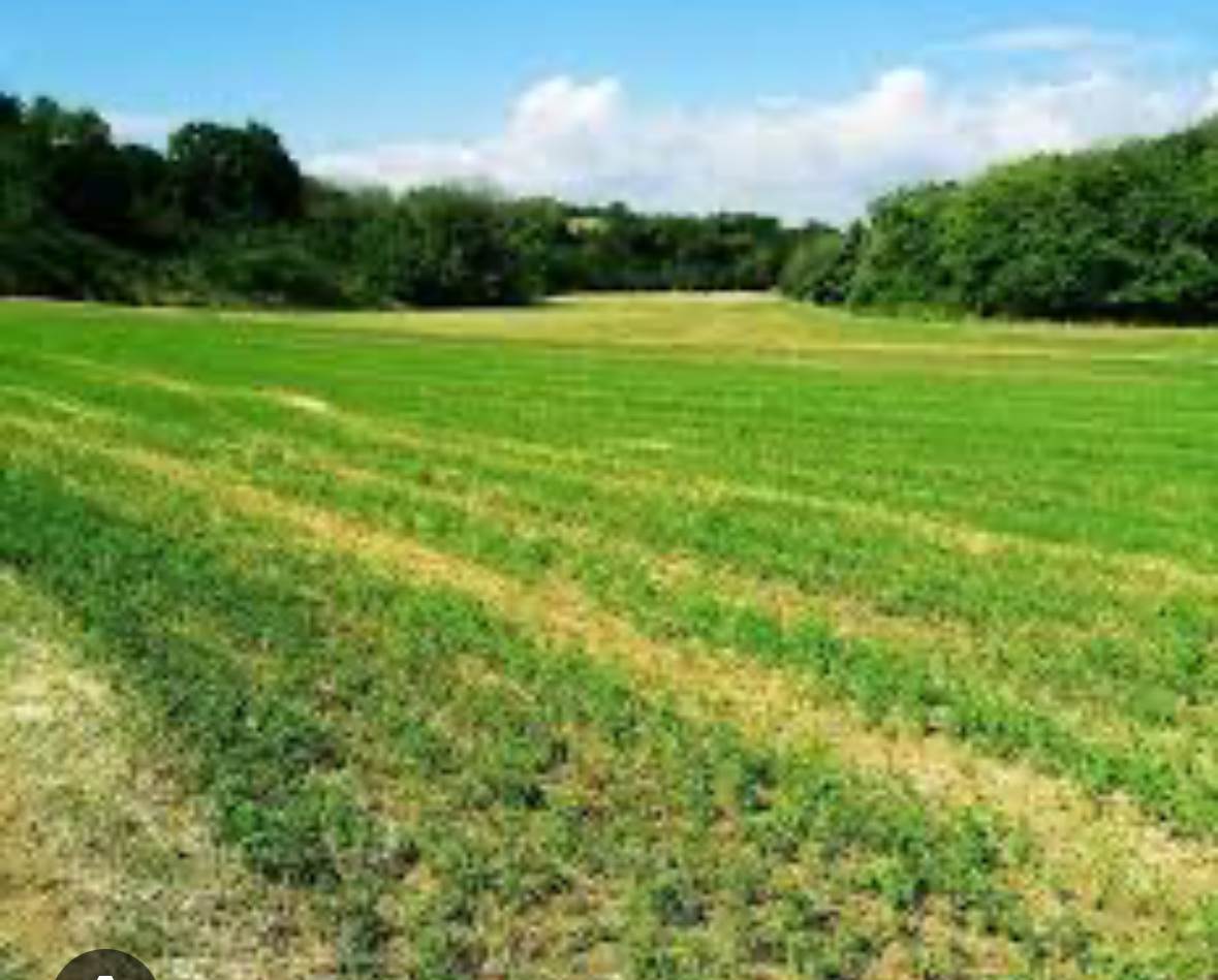 terreno agricolo in vendita a Badia Polesine in zona Villafora