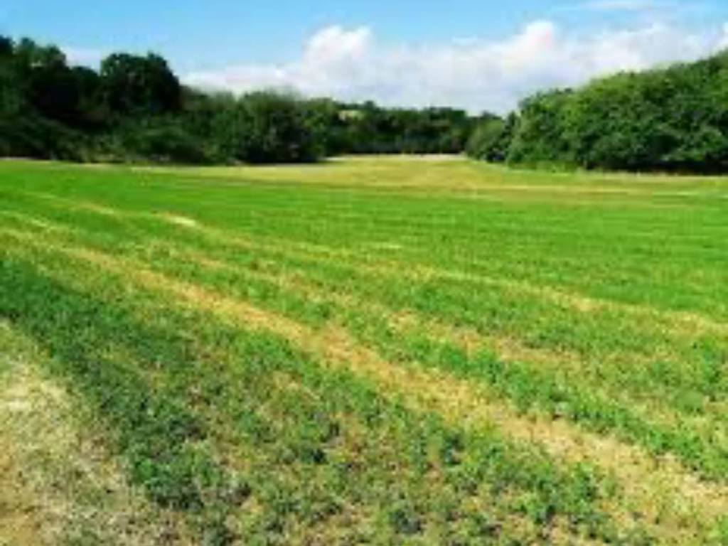 terreno agricolo in vendita a Badia Polesine in zona Villafora