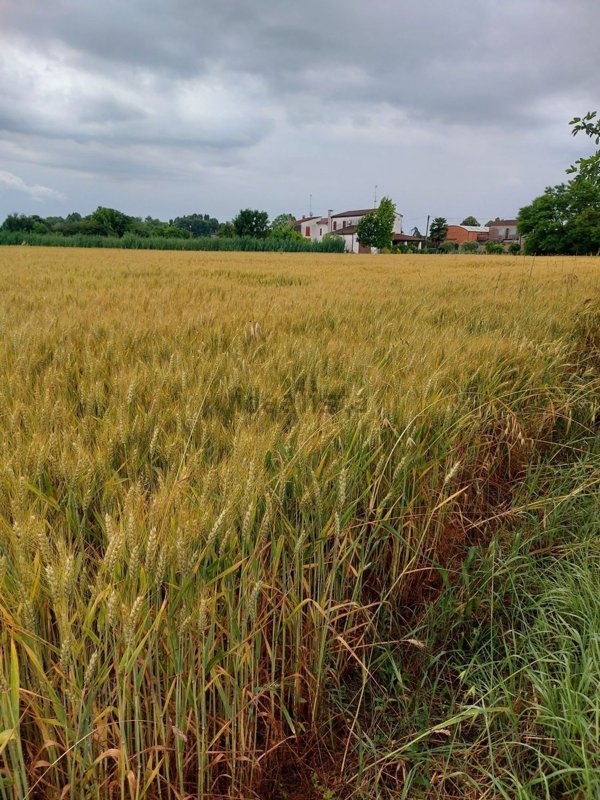 terreno agricolo in vendita a Badia Polesine