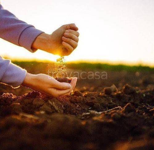 terreno agricolo in vendita a Ceneselli
