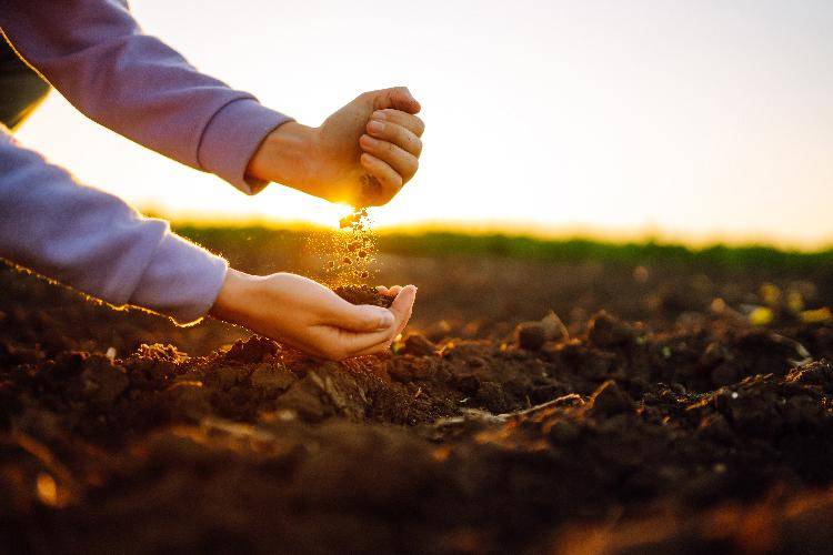 terreno agricolo in vendita a Ceneselli