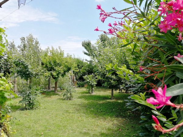 casa indipendente in vendita a Ceregnano
