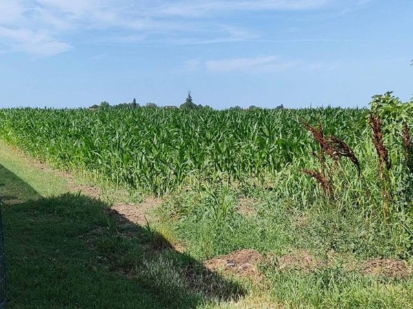 terreno agricolo in vendita a Corbola