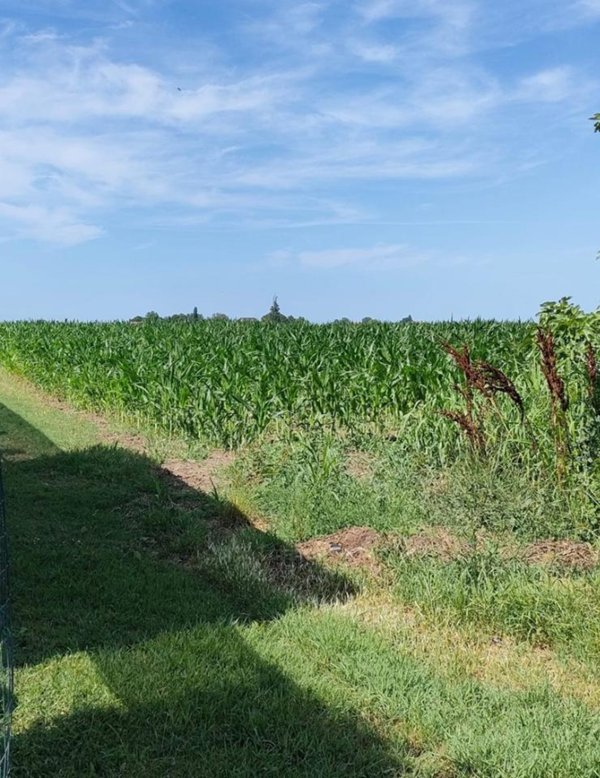 terreno edificabile in vendita a Corbola