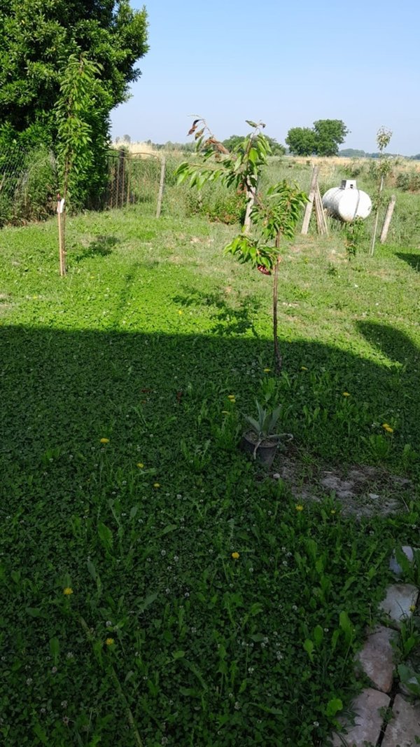 casa indipendente in vendita a Frassinelle Polesine