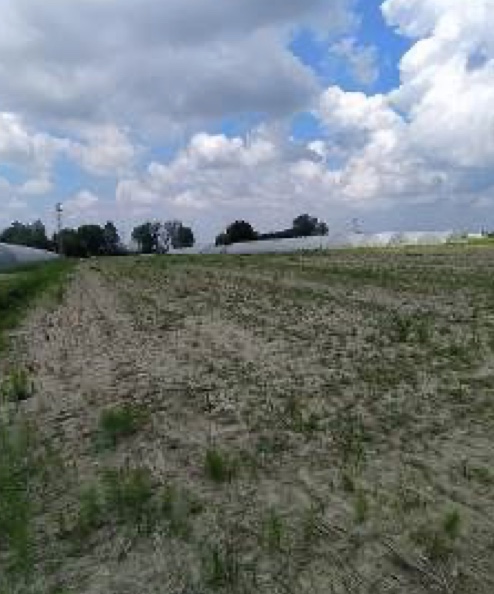 terreno edificabile in vendita a Lendinara