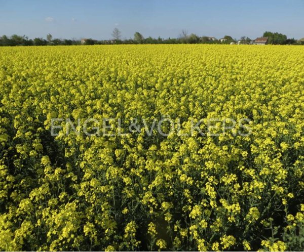 terreno agricolo in vendita a Lendinara in zona Saguedo