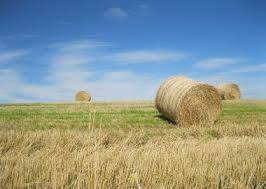 terreno agricolo in vendita a Lendinara in zona Sabbioni