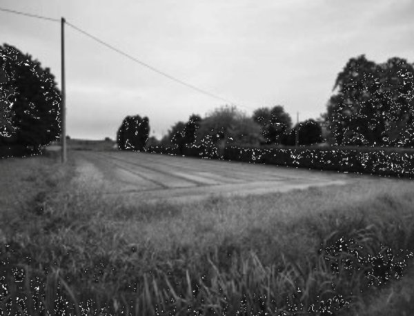 terreno agricolo in vendita a Lendinara in zona Saguedo