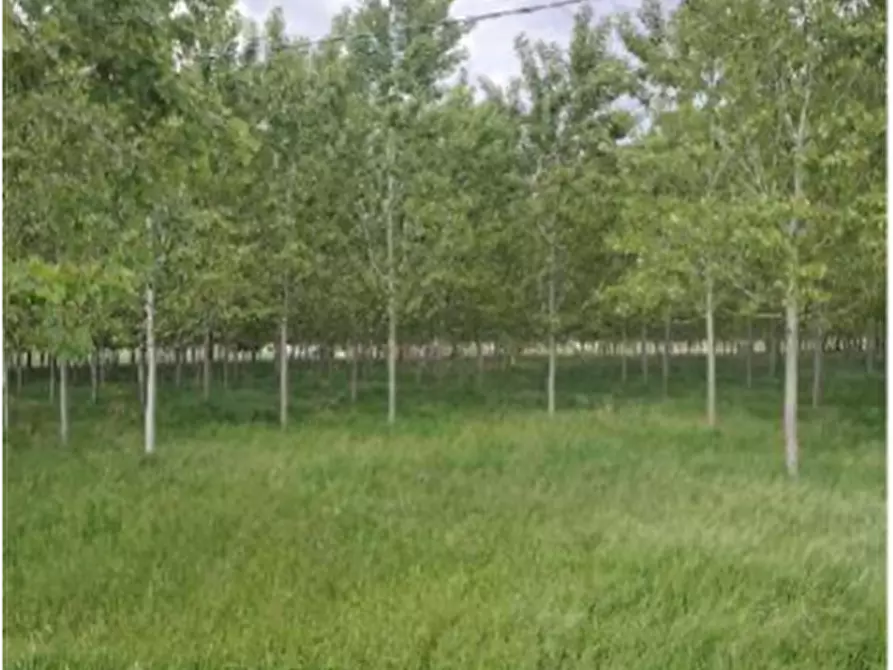 terreno agricolo in vendita a Lendinara in zona Rasa