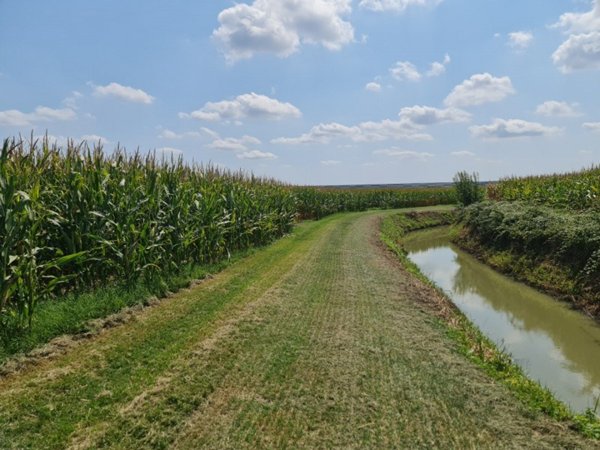 terreno agricolo in vendita a Lendinara