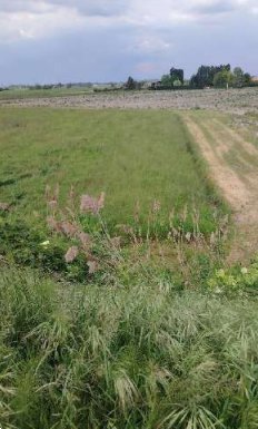terreno agricolo in vendita a Lendinara