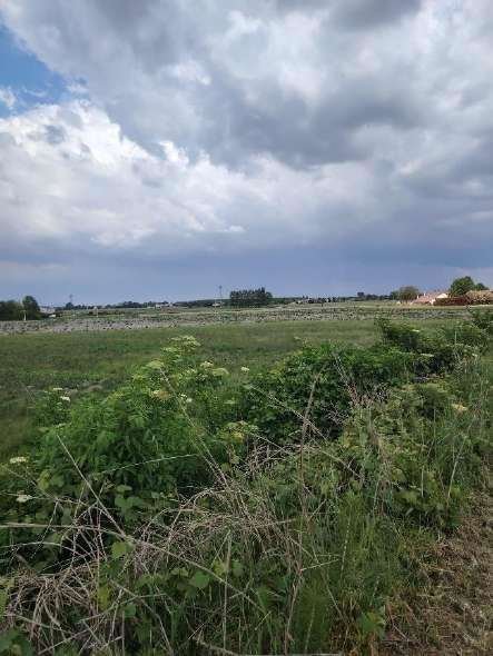 terreno agricolo in vendita a Lendinara