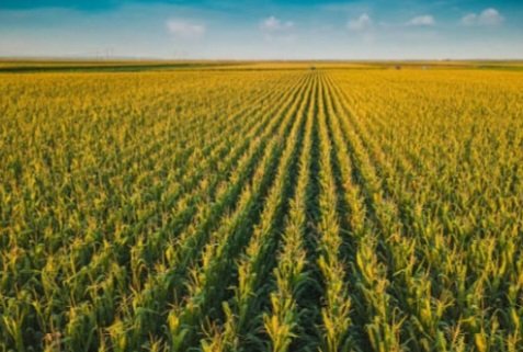 terreno agricolo in vendita a Lendinara in zona Rasa