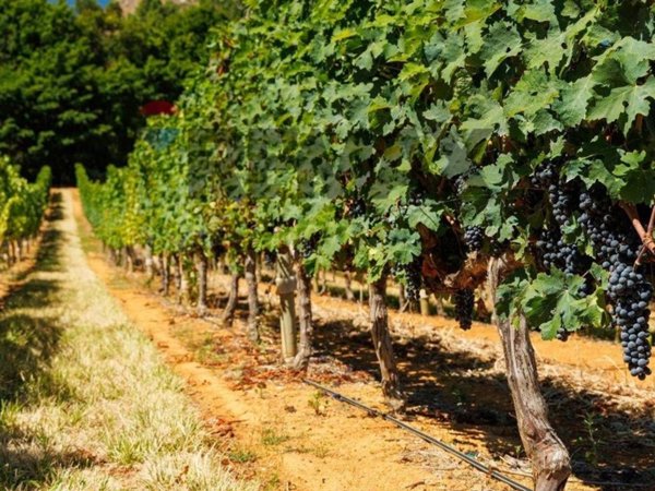 terreno agricolo in vendita ad Occhiobello in zona Gurzone