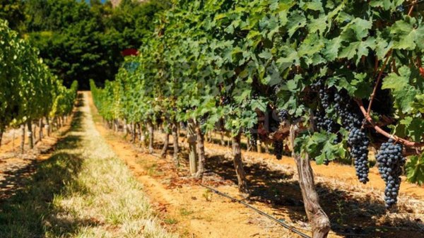 terreno agricolo in vendita ad Occhiobello in zona Gurzone
