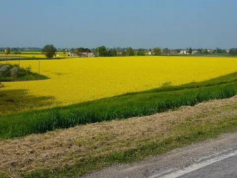 terreno agricolo in vendita ad Occhiobello in zona Gurzone