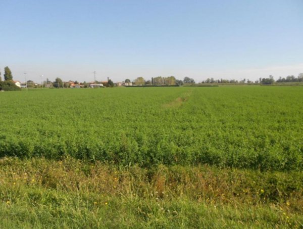 terreno agricolo in vendita a Porto Tolle in zona Tolle