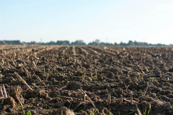 terreno agricolo in vendita a Taglio di Po in zona Ca'Zeno