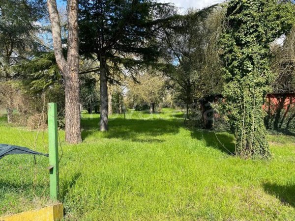 terreno agricolo in vendita a Trecenta