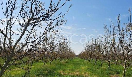 terreno agricolo in vendita a Villadose