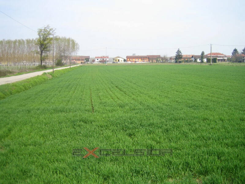 terreno edificabile in vendita a Porto Viro