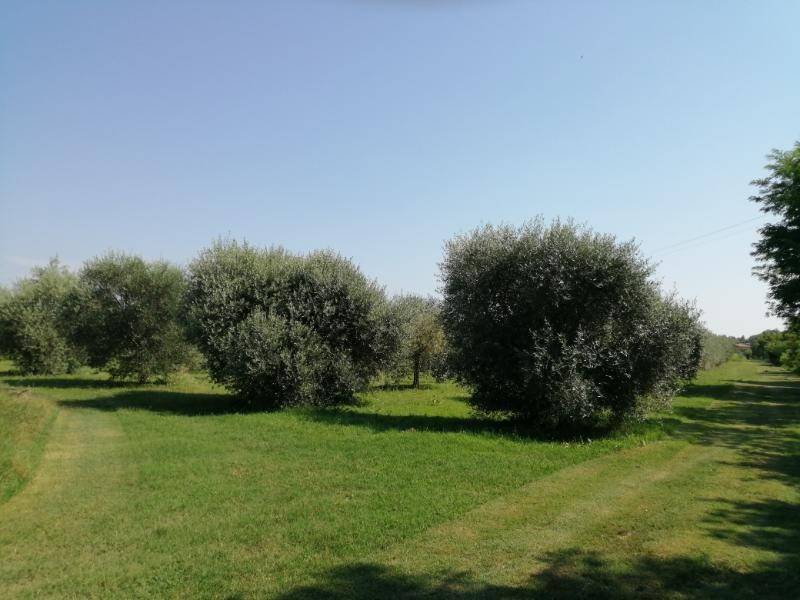 terreno edificabile in vendita a Bagnaria Arsa in zona Castions delle Mura