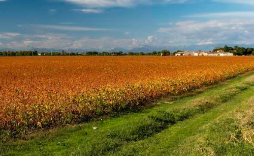 terreno agricolo in vendita a Bagnaria Arsa in zona Privano