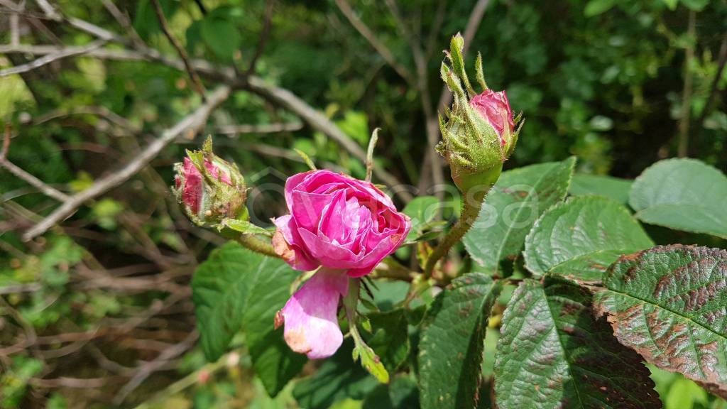 terreno agricolo in vendita a Campoformido in zona Bressa