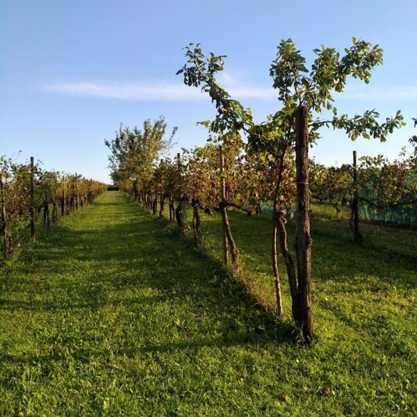 terreno agricolo in vendita a Carlino