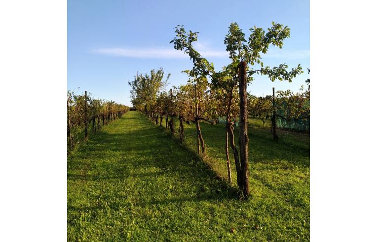 rudere in vendita a Carlino