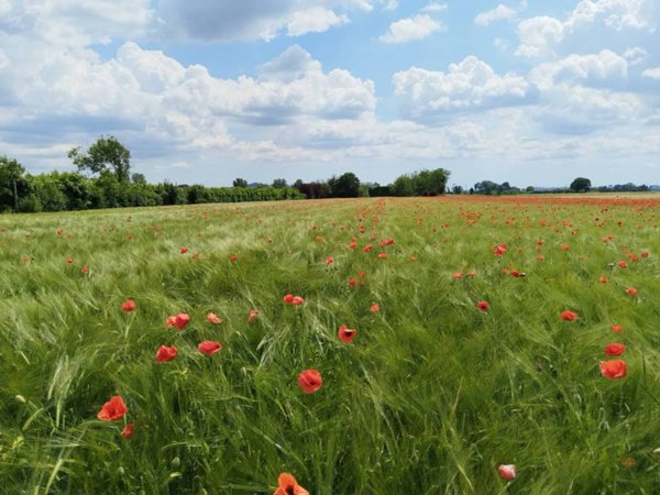 terreno agricolo in vendita a Cividale del Friuli