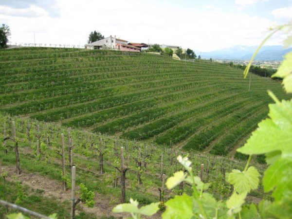 azienda agricola in vendita a Cividale del Friuli in zona Spessa