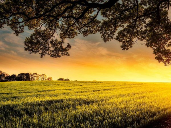 terreno agricolo in vendita a Codroipo