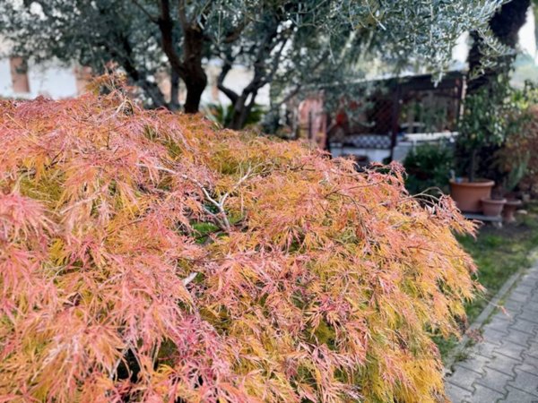 casa indipendente in vendita a Lignano Sabbiadoro