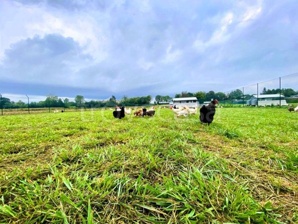 azienda agricola in vendita a Majano in zona Sant'Eliseo