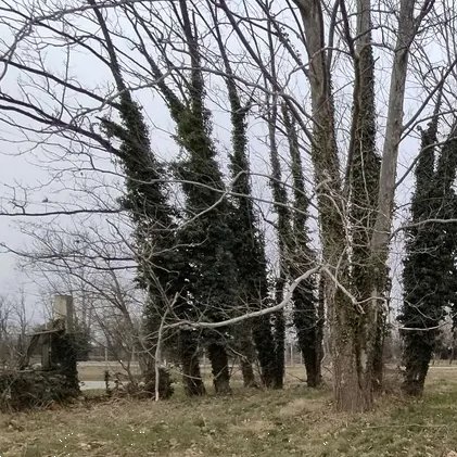 terreno agricolo in vendita a Mortegliano