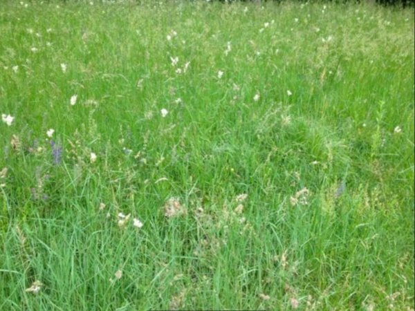 terreno edificabile in vendita a Moruzzo