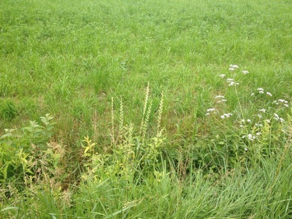 terreno edificabile in vendita a Pavia di Udine in zona Lauzacco