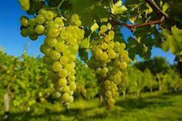 terreno agricolo in vendita a Povoletto