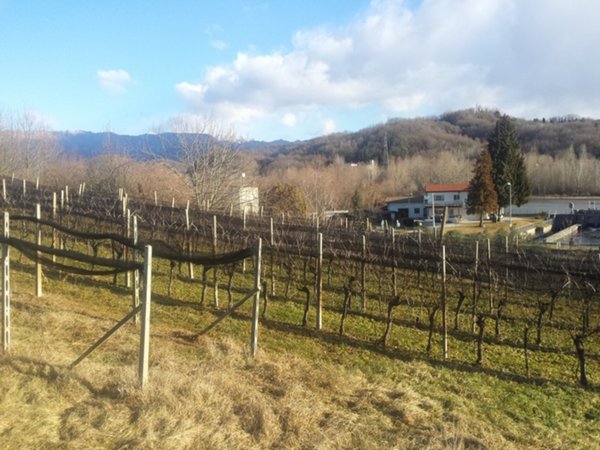 terreno agricolo in vendita a Reana del Rojale in zona Zompitta